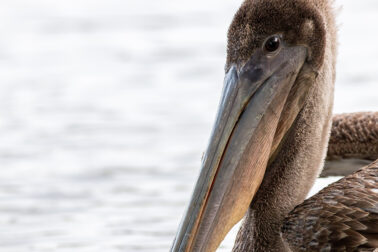 Immature Brown Pelican