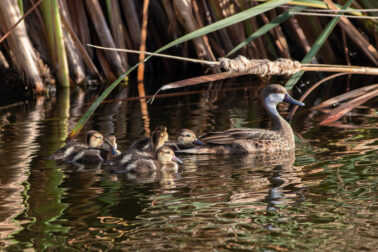 White-cheeked Pintail with Chicks