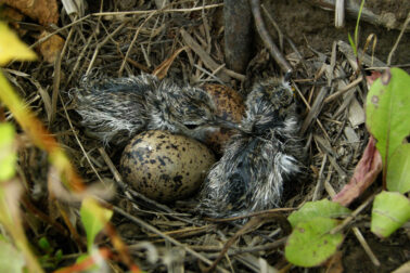Spotted Sandpiper Nest with Chicks