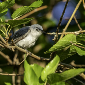 Blue-Gray Gnatcatcher