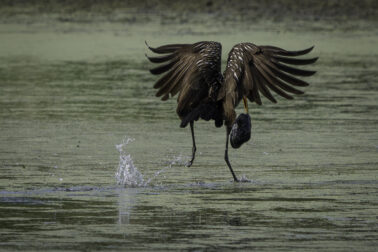 Limpkin with Mussel