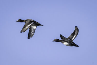 Lesser Scaup Flying