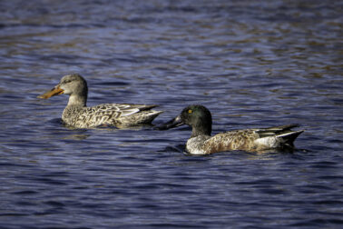 Northern Shoveler male and female