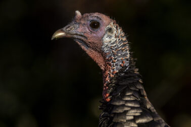 Wild Turkey close up