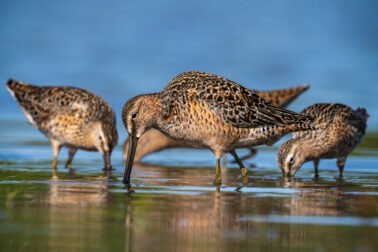 Long-billed Dowitcher in front of 3 Short-billed Dowitchers