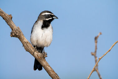 Black-throated Sparrow