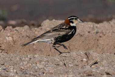 Chestnut-collared Longspur