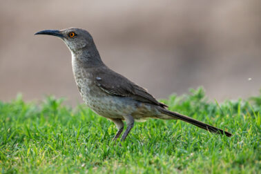 Curve-billed Thrasher