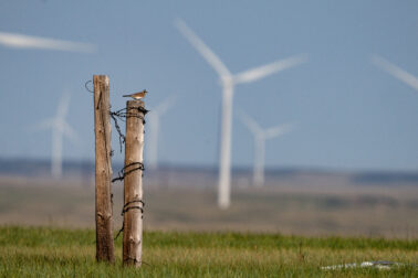 Horned Lark