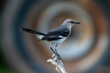 Northern Mockingbird