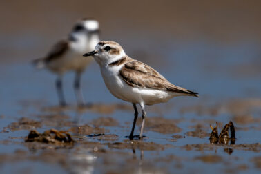 Snowy Plover