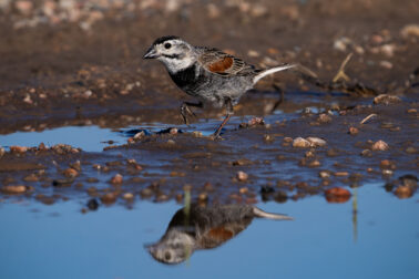 Thick-billed Longspur