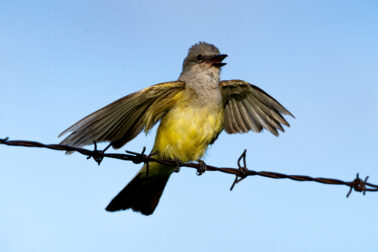 Western Kingbird