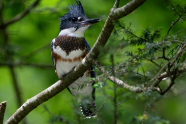 Belted Kingfisher