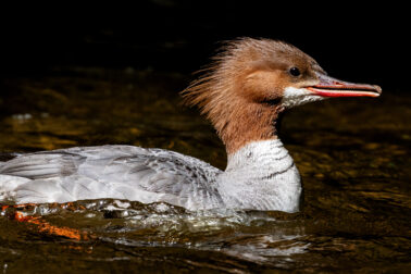 Common Merganser Female