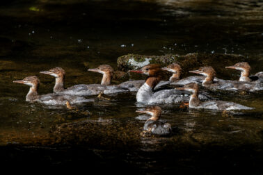 Common Merganser female with ducklings