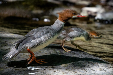 Common Merganser with duckling