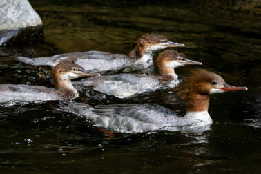 Common Mergansers