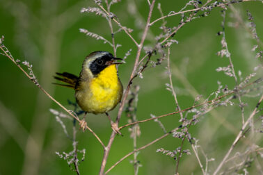 Common Yellowthroat