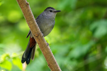 Gray Catbird