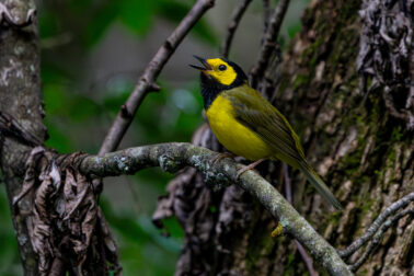 Hooded Warbler