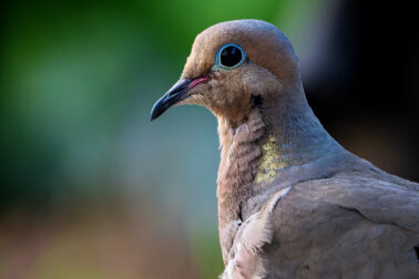 Mourning Dove Close up