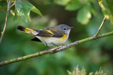 American Redstart female