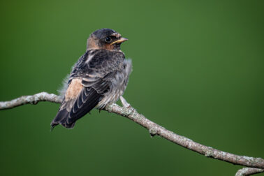 Immature Cliff Swallow