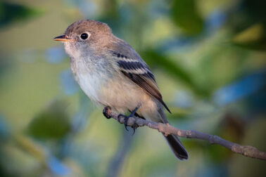 Least Flycatcher