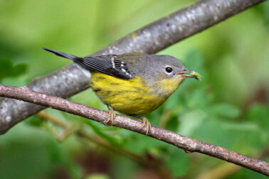 Magnolia Warbler