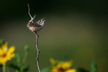 Sedge Wren