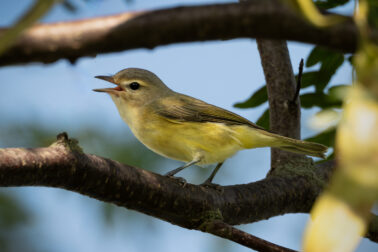 Warbling Vireo