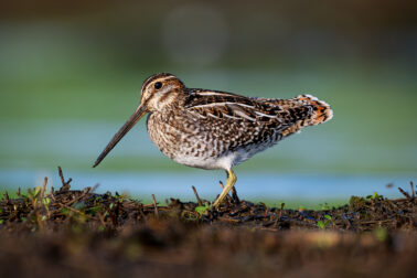 Wilson's Snipe