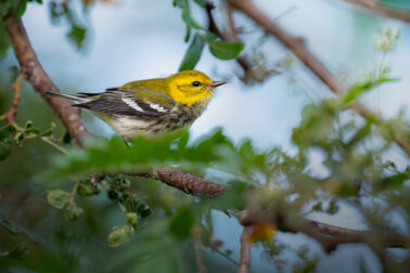 Black-throated Green Warbler