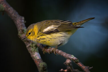 Cape May Warbler