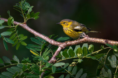 Cape May Warbler