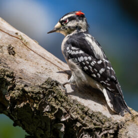 Downy Woodpecker