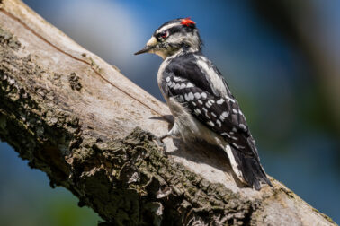 Downy Woodpecker