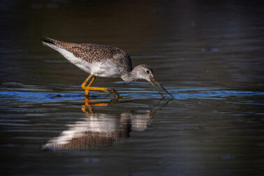 Greater Yellowlegs