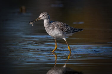 Greater Yellowlegs