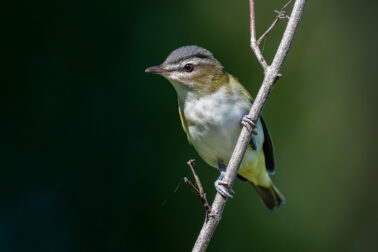 Red-eyed Vireo