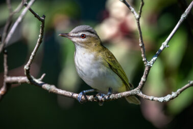 Red-eyed Vireo