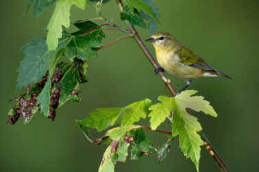 Tennessee Warbler