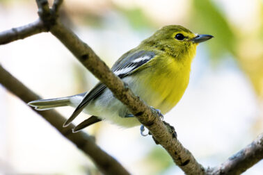 Yellow-throated Vireo