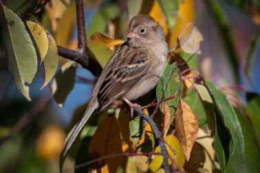 Field Sparrow