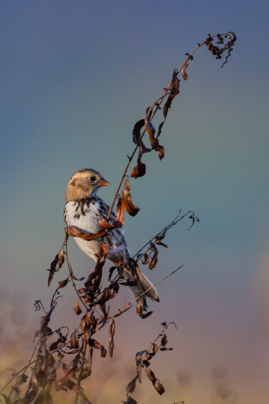 Harris's Sparrow