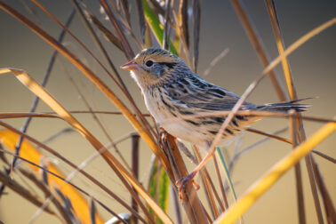 LeConte's Sparrow