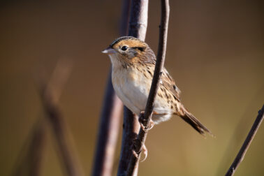 LeConte's Sparrow