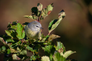 Orange-crowned Warbler