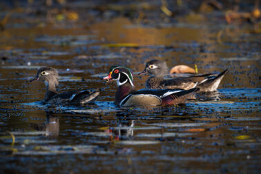 Wood Ducks